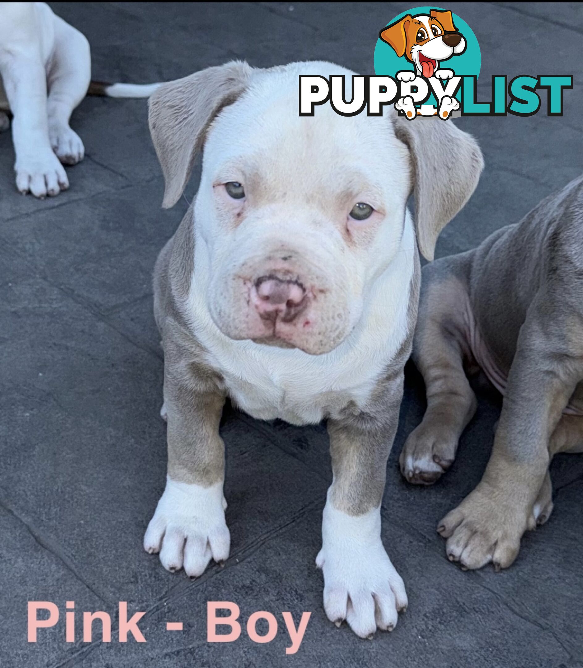 AMERICAN PUREBRED BULLY PUPS