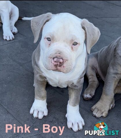 AMERICAN PUREBRED BULLY PUPS