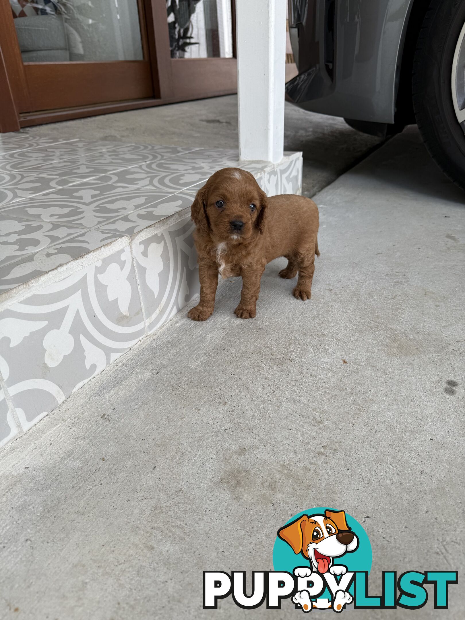 Cavoodle x King charles cavalier pomeranian mix (AVAILABLE NOW)