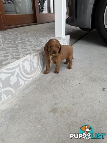 Cavoodle x King charles cavalier pomeranian mix (AVAILABLE NOW)