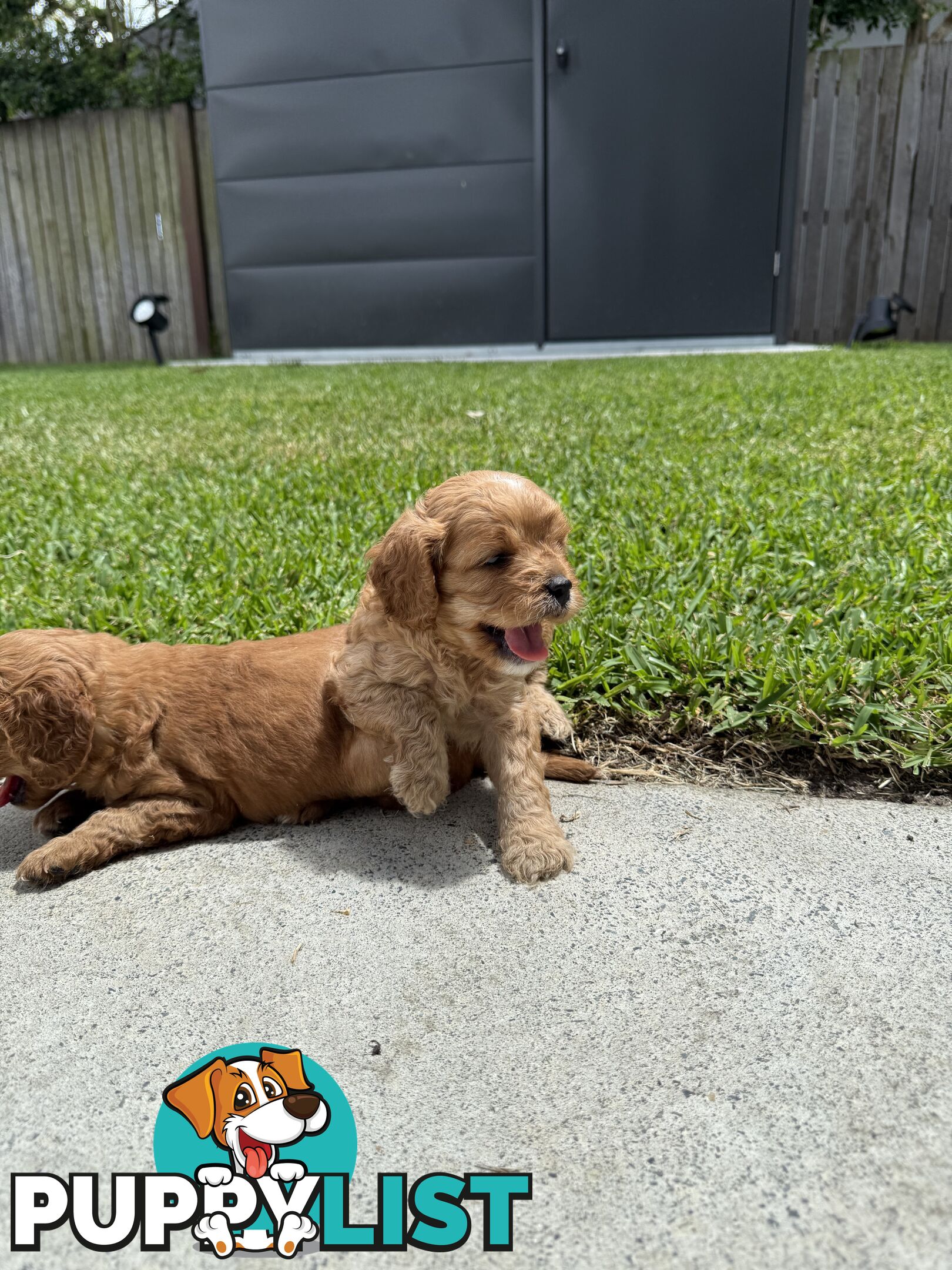 Cavoodle x King charles cavalier pomeranian mix (AVAILABLE NOW)