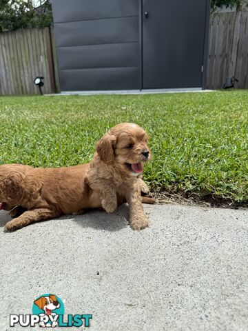 Cavoodle x King charles cavalier pomeranian mix (AVAILABLE NOW)