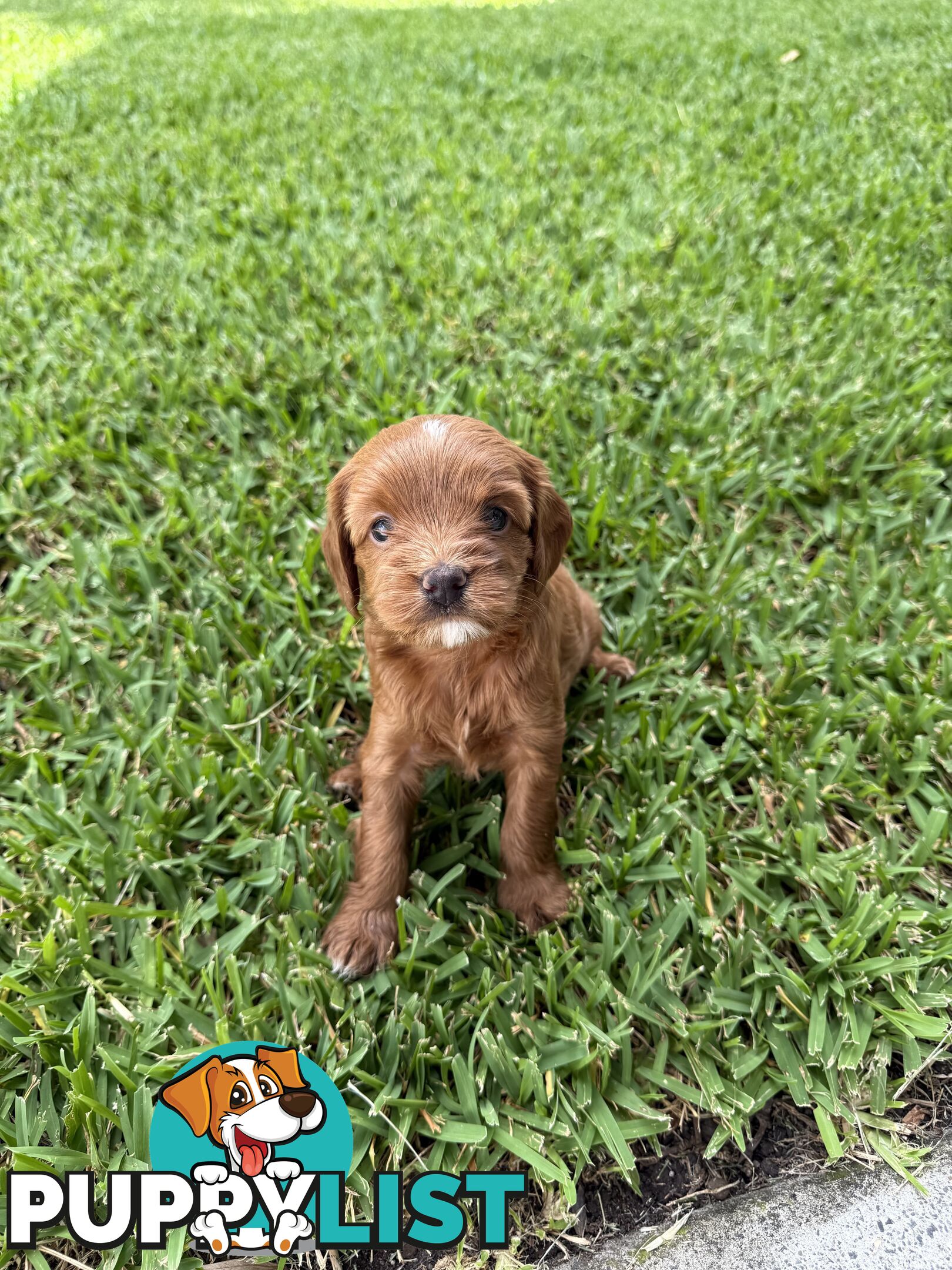 Cavoodle x King charles cavalier pomeranian mix (AVAILABLE NOW)