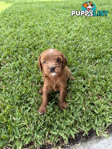 Cavoodle x King charles cavalier pomeranian mix (AVAILABLE NOW)