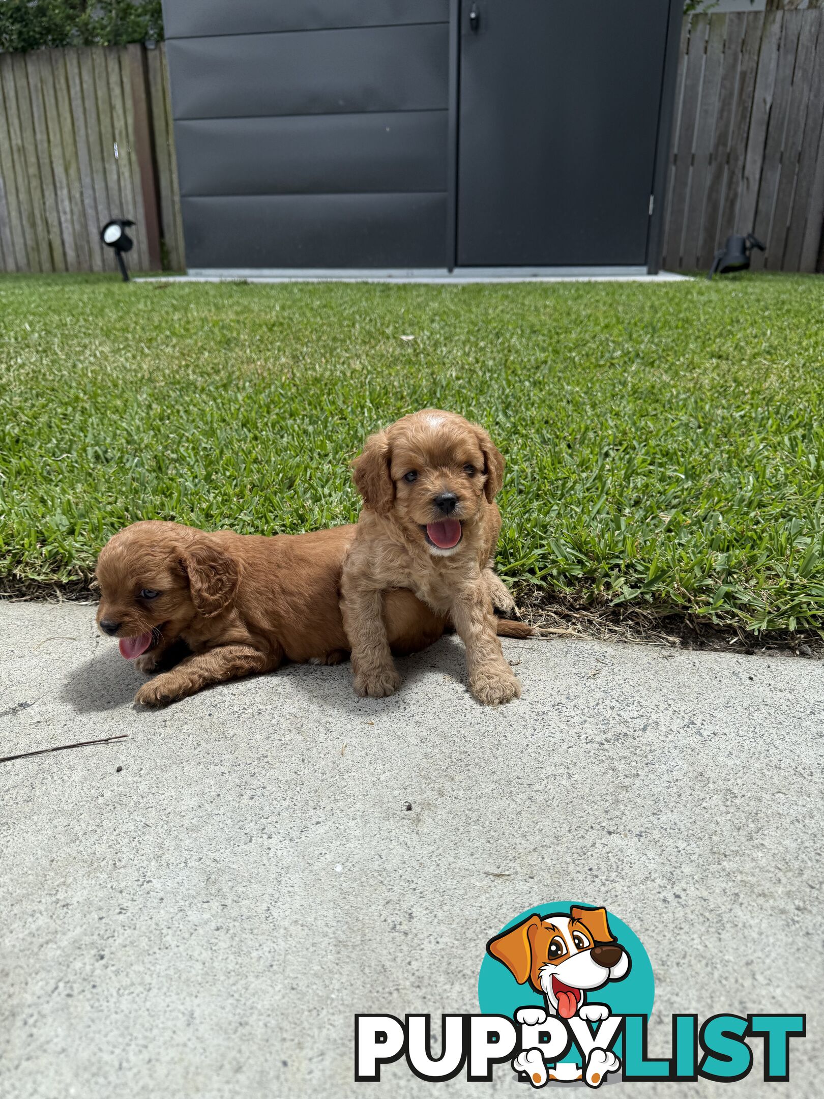 Cavoodle x King charles cavalier pomeranian mix (AVAILABLE NOW)