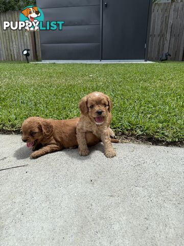 Cavoodle x King charles cavalier pomeranian mix (AVAILABLE NOW)