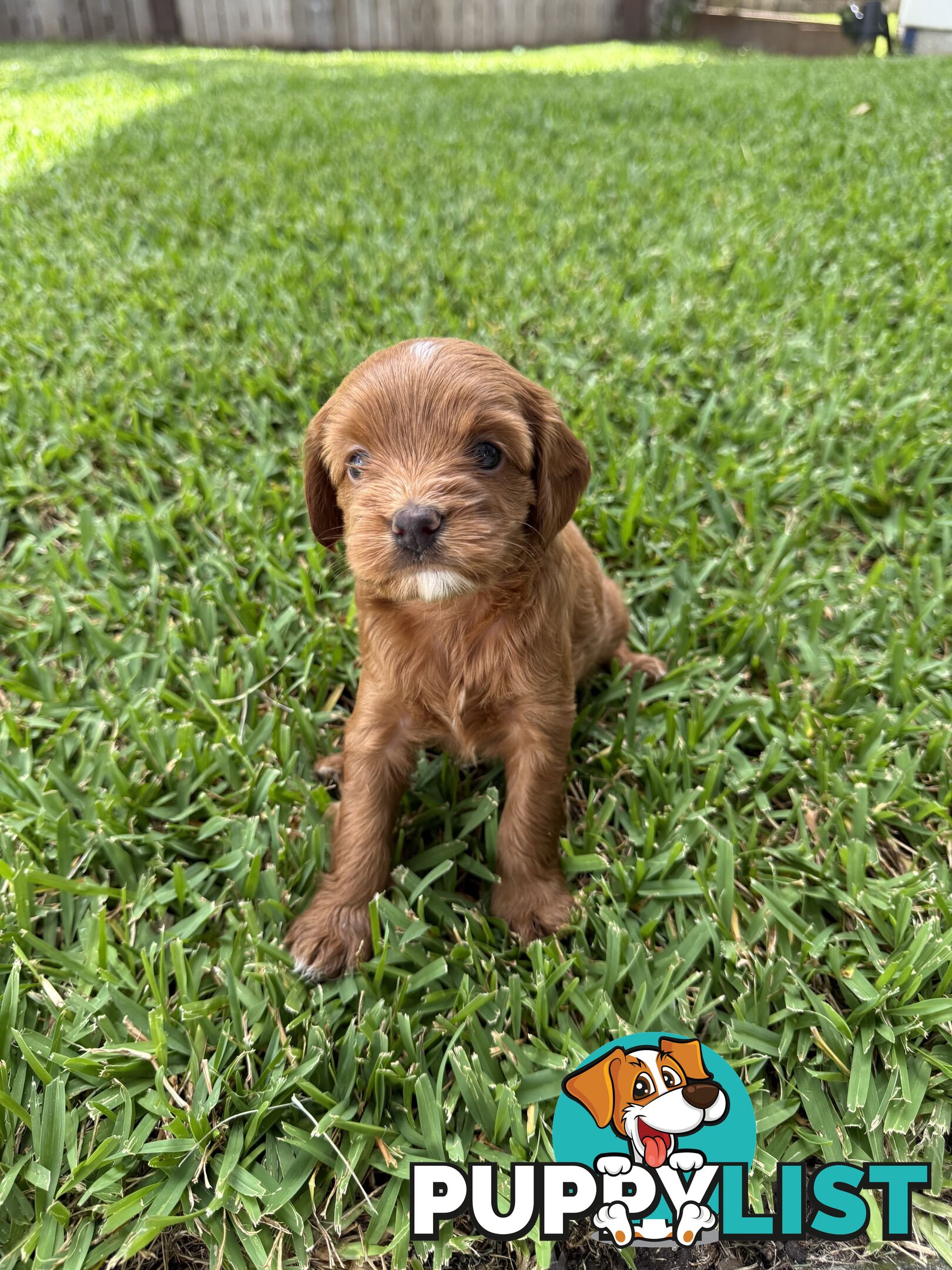 Cavoodle x King charles cavalier pomeranian mix (AVAILABLE NOW)