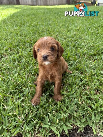 Cavoodle x King charles cavalier pomeranian mix (AVAILABLE NOW)