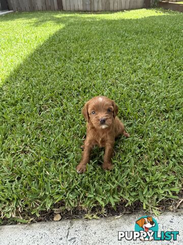 Cavoodle x King charles cavalier pomeranian mix (AVAILABLE NOW)