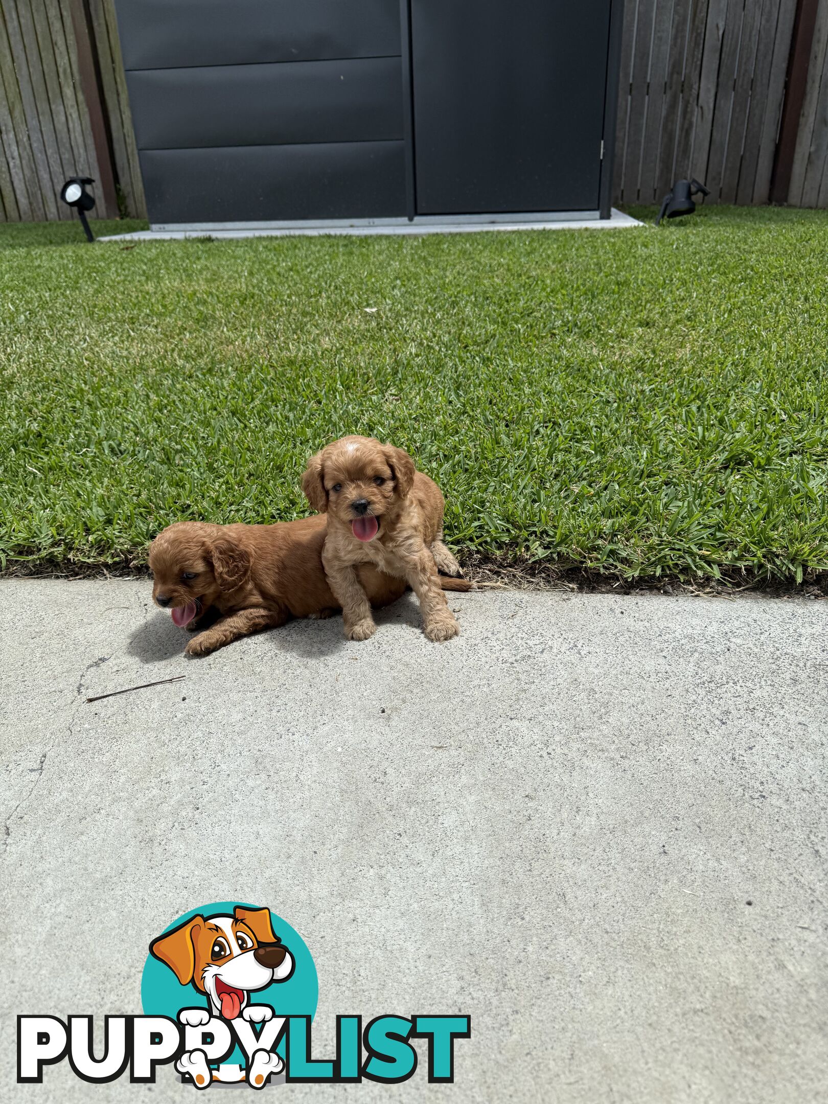 Cavoodle x King charles cavalier pomeranian mix (AVAILABLE NOW)