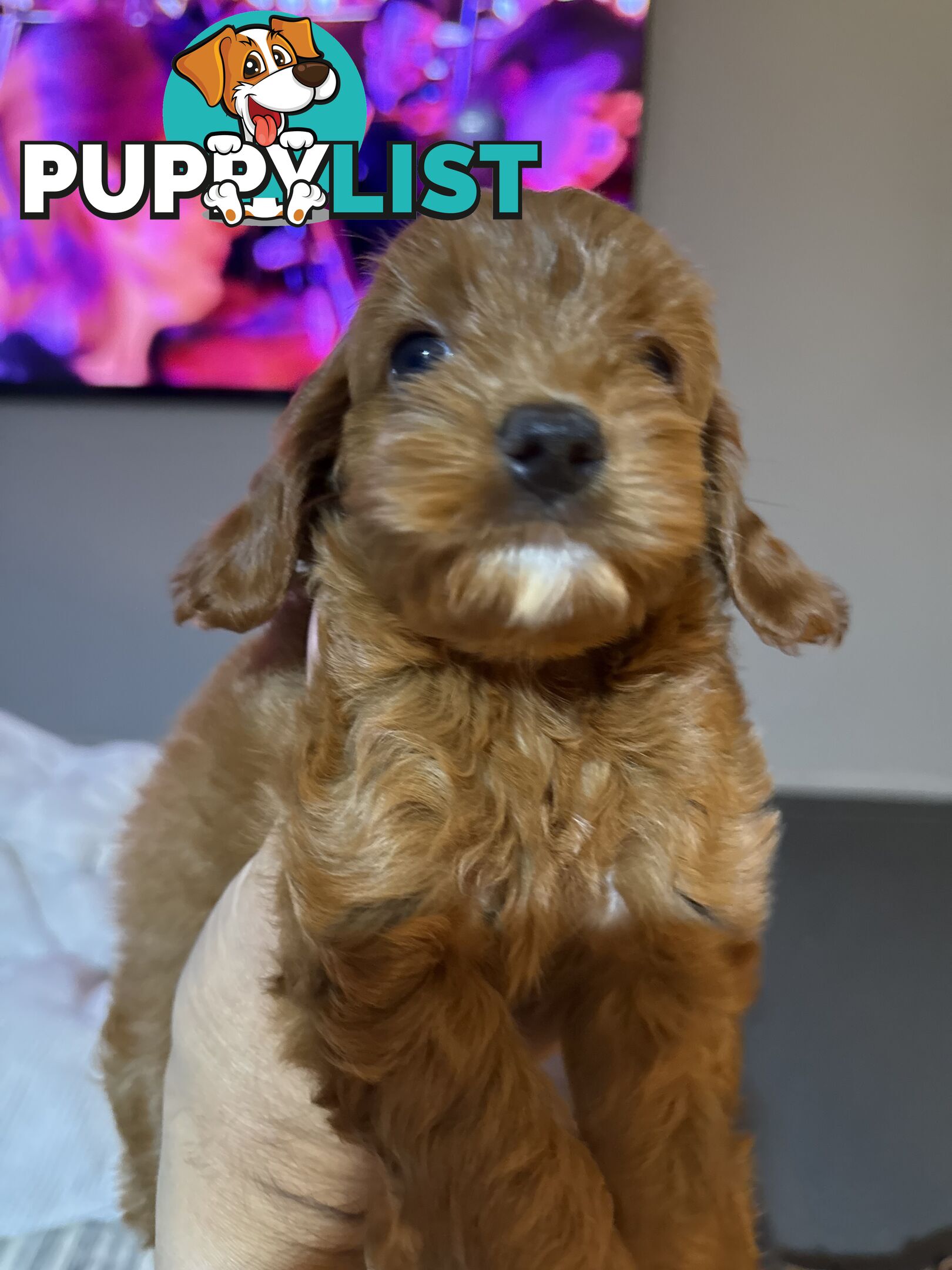 Cavoodle x King charles cavalier pomeranian mix (AVAILABLE NOW)