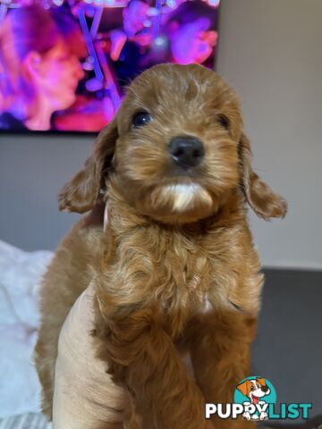 Cavoodle x King charles cavalier pomeranian mix (AVAILABLE NOW)