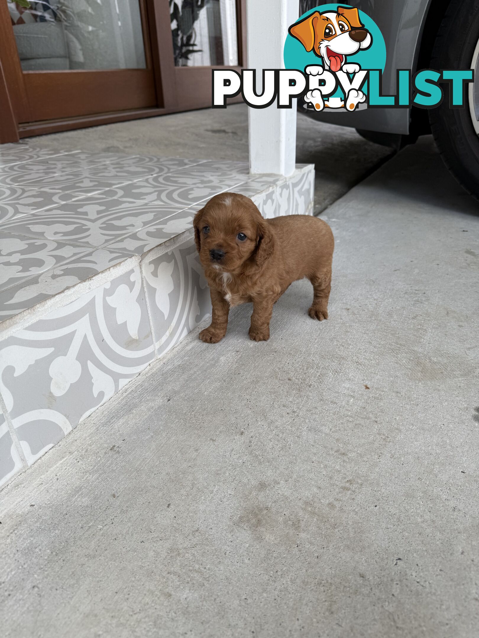 Cavoodle x King charles cavalier pomeranian mix (AVAILABLE NOW)