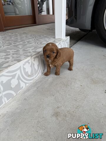 Cavoodle x King charles cavalier pomeranian mix (AVAILABLE NOW)