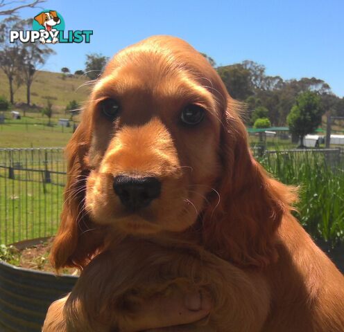 Cocker Spaniel - Pure Breed 