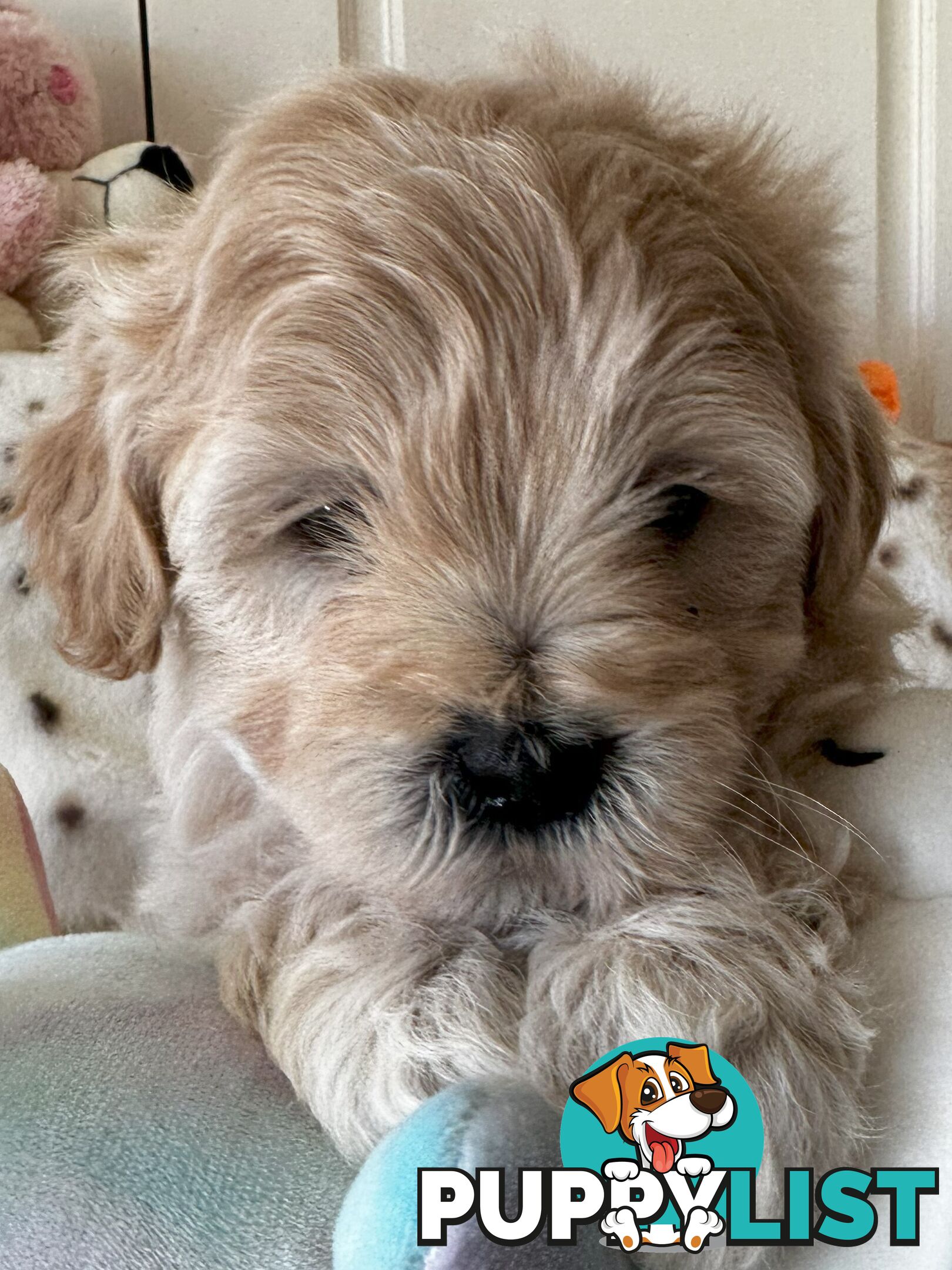 Shoodles - Shih Tzu x Toy Poodle