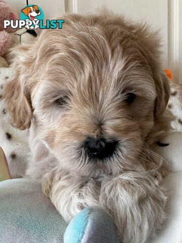 Shoodles - Shih Tzu x Toy Poodle
