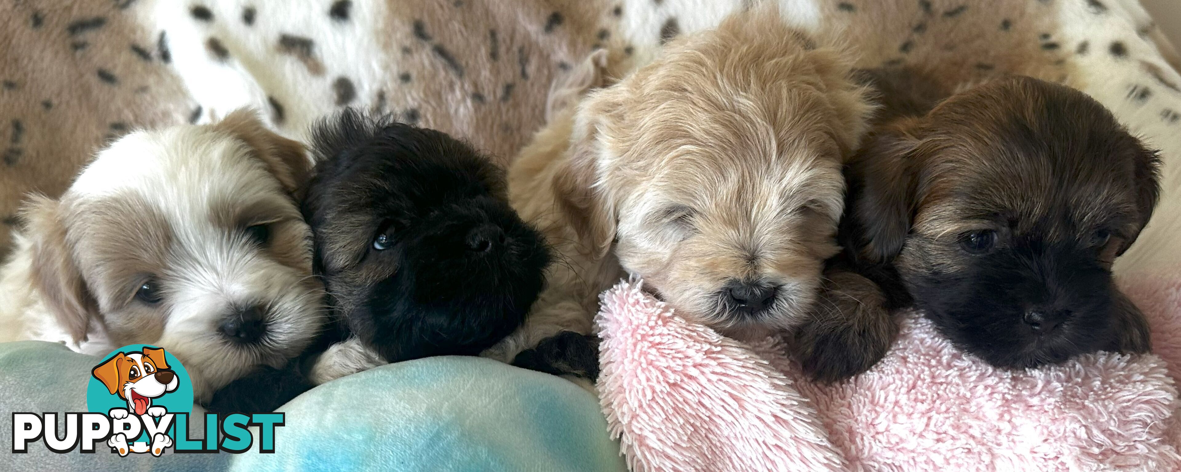 Shoodles - Shih Tzu x Toy Poodle