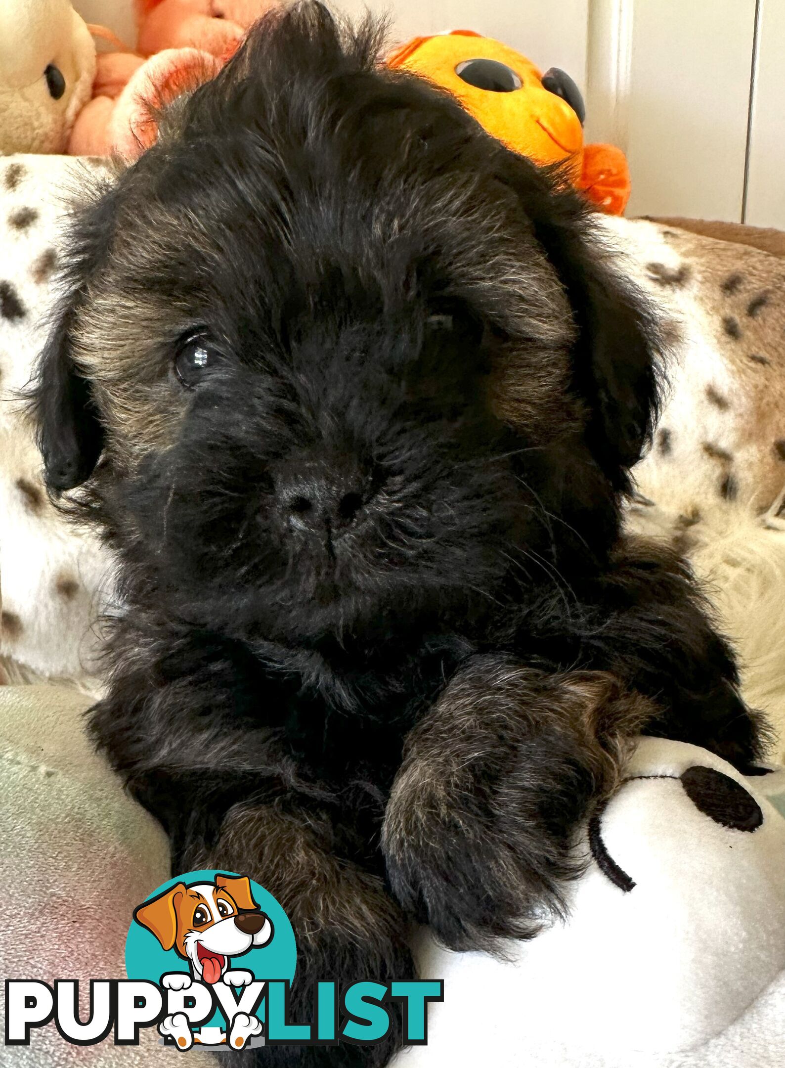 Shoodles - Shih Tzu x Toy Poodle