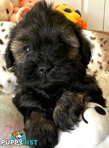 Shoodles - Shih Tzu x Toy Poodle