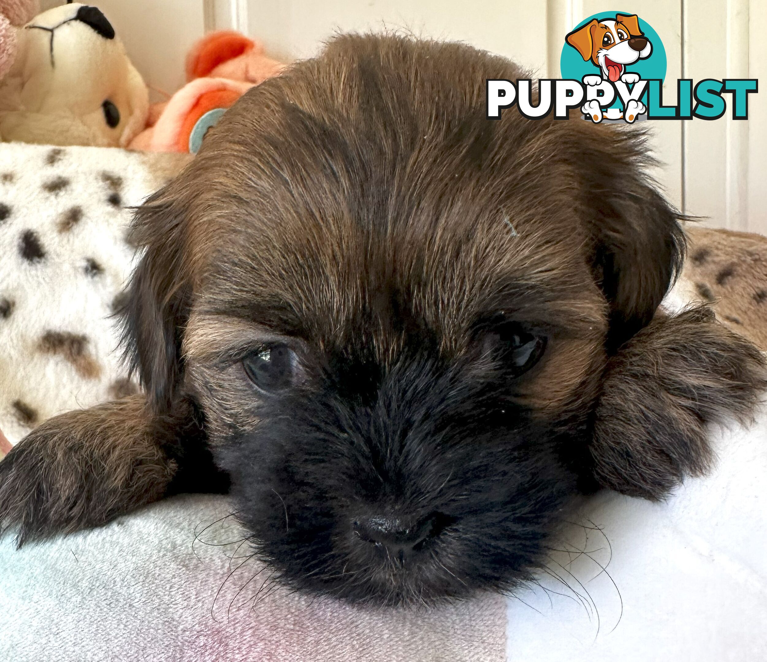 Shoodles - Shih Tzu x Toy Poodle
