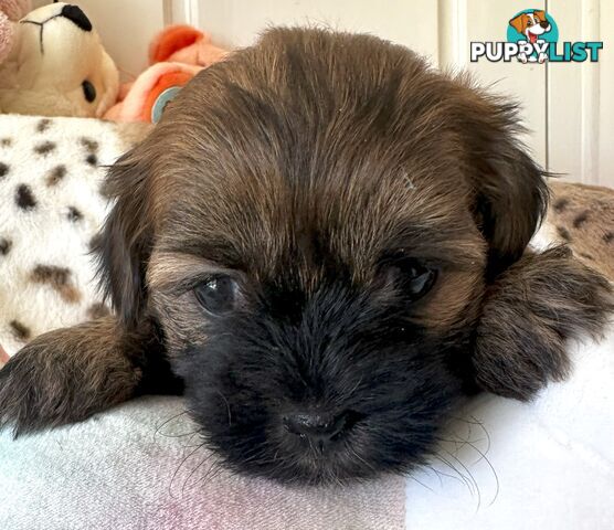 Shoodles - Shih Tzu x Toy Poodle