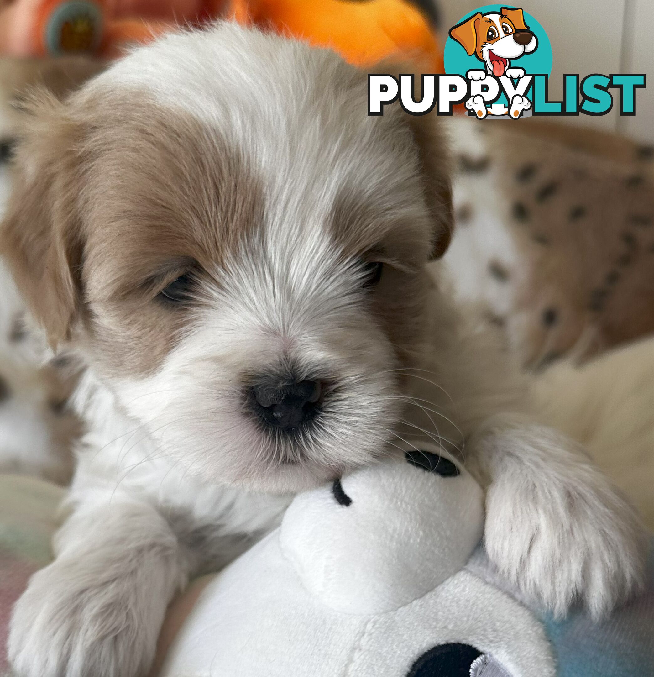 Shoodles - Shih Tzu x Toy Poodle