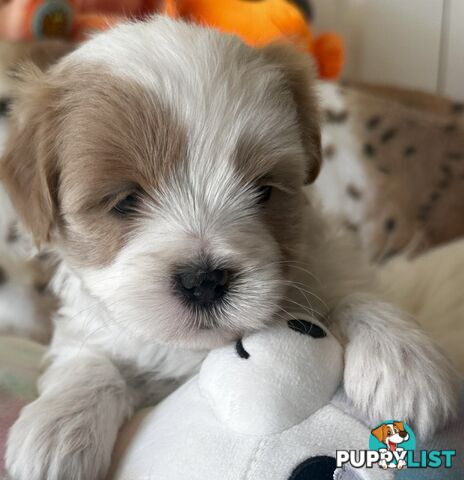 Shoodles - Shih Tzu x Toy Poodle