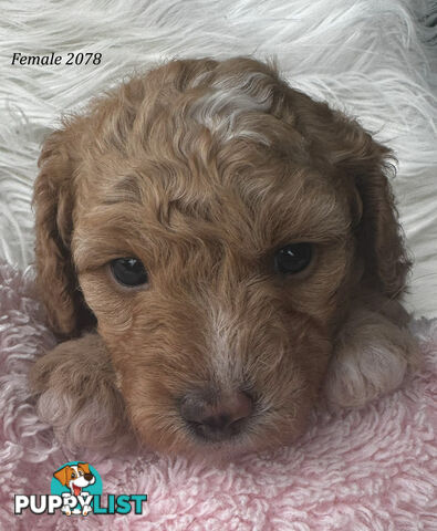 Cavoodle