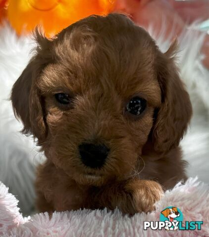 Cavoodle