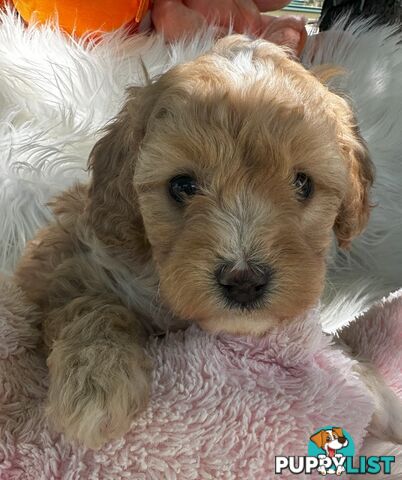 Cavoodle