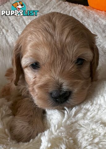 Cavoodle