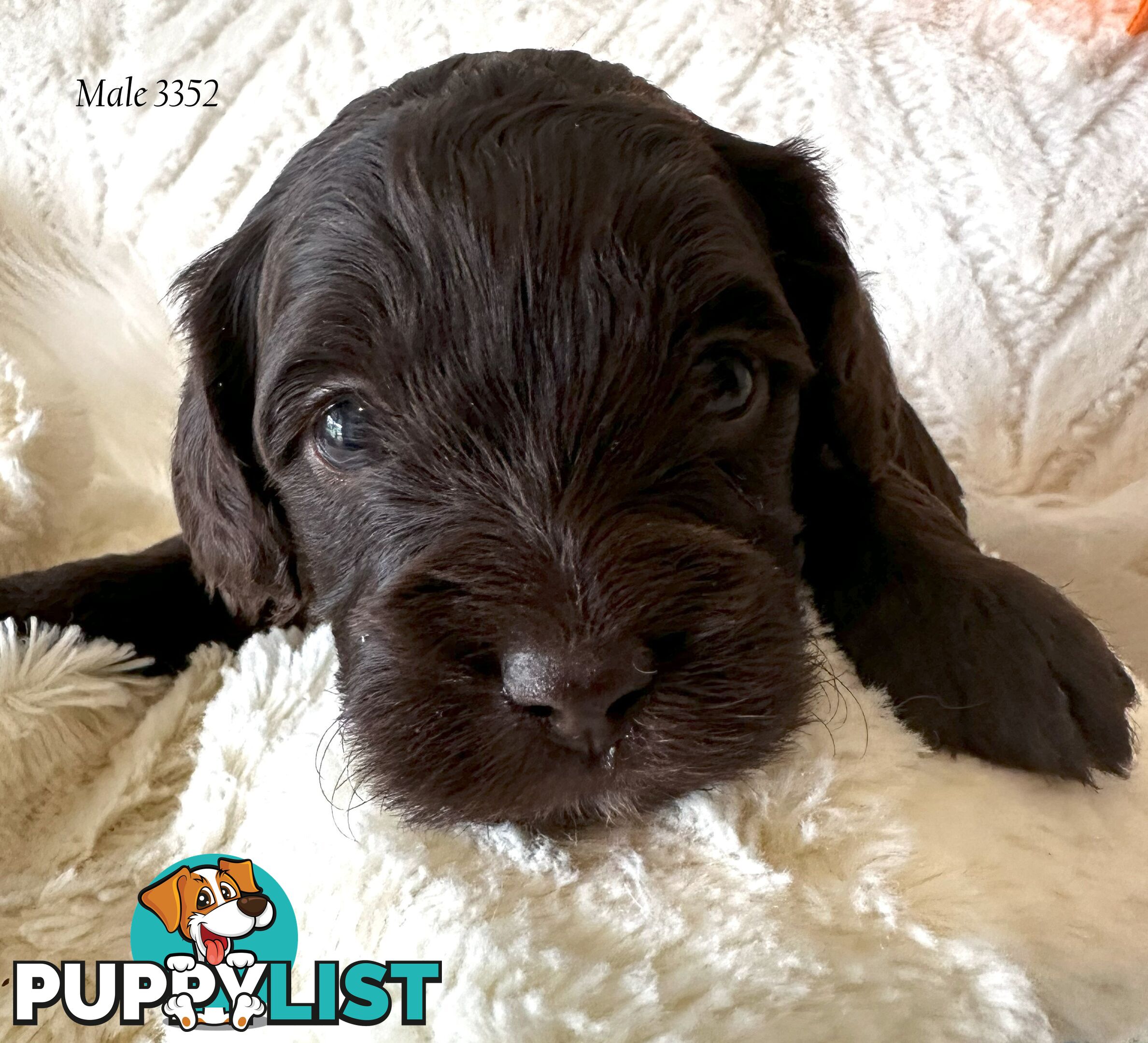 Cavoodle