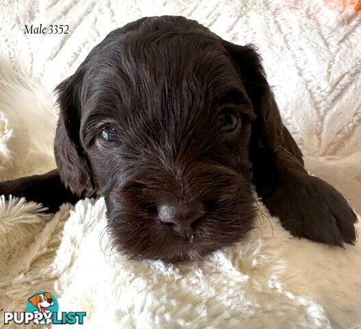 Cavoodle