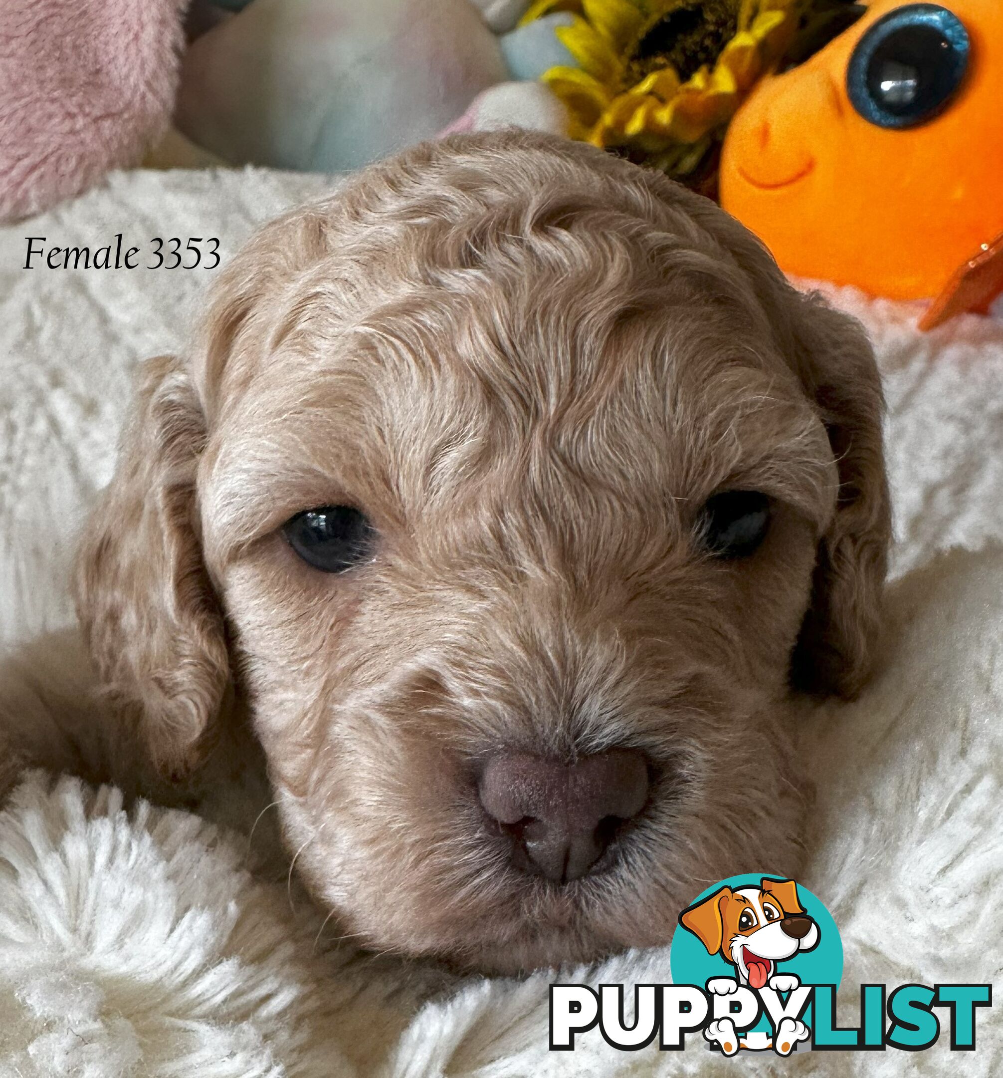 Cavoodle