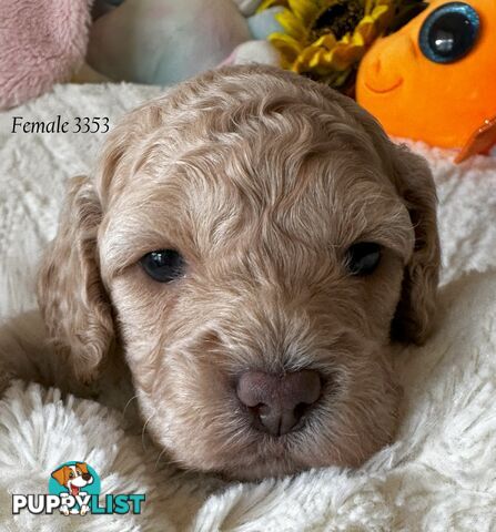 Cavoodle