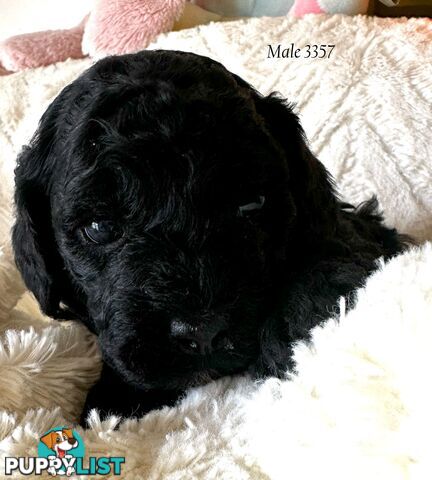 Cavoodle