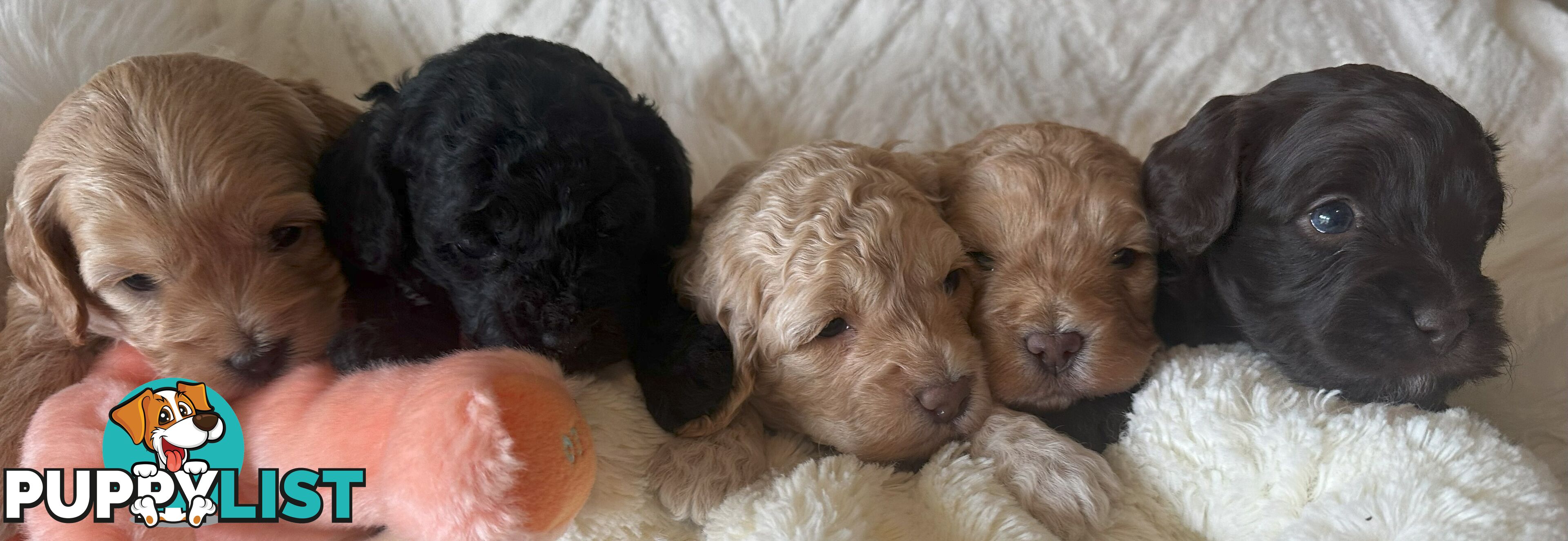 Cavoodle