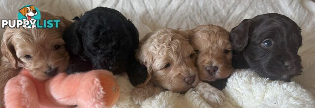 Cavoodle