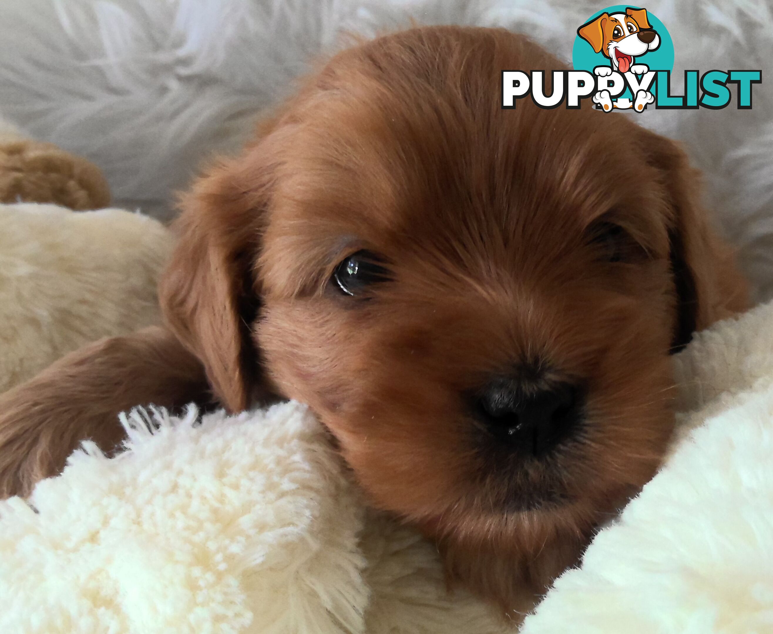 Cavoodle - Cavalier King Charles x Toy Poodle 