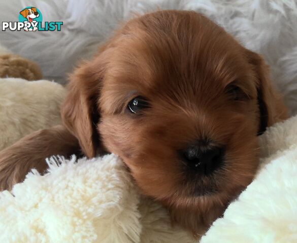 Cavoodle - Cavalier King Charles x Toy Poodle 