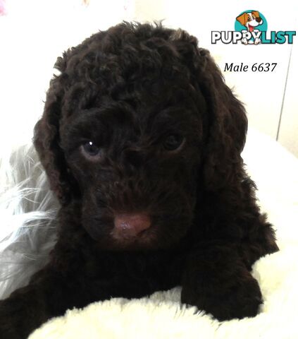 Cavoodle - Cavalier King Charles x Toy Poodle 