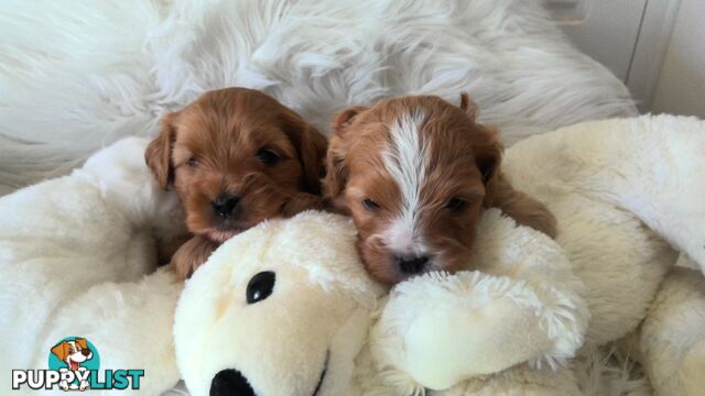 Cavoodle - Cavalier King Charles x Toy Poodle 