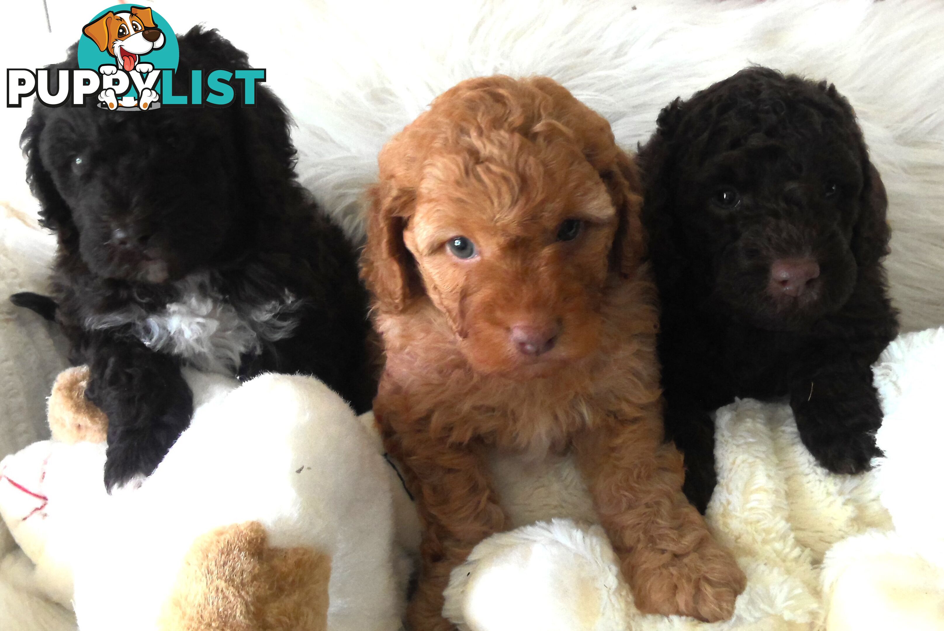 Cavoodle - Cavalier King Charles x Toy Poodle 