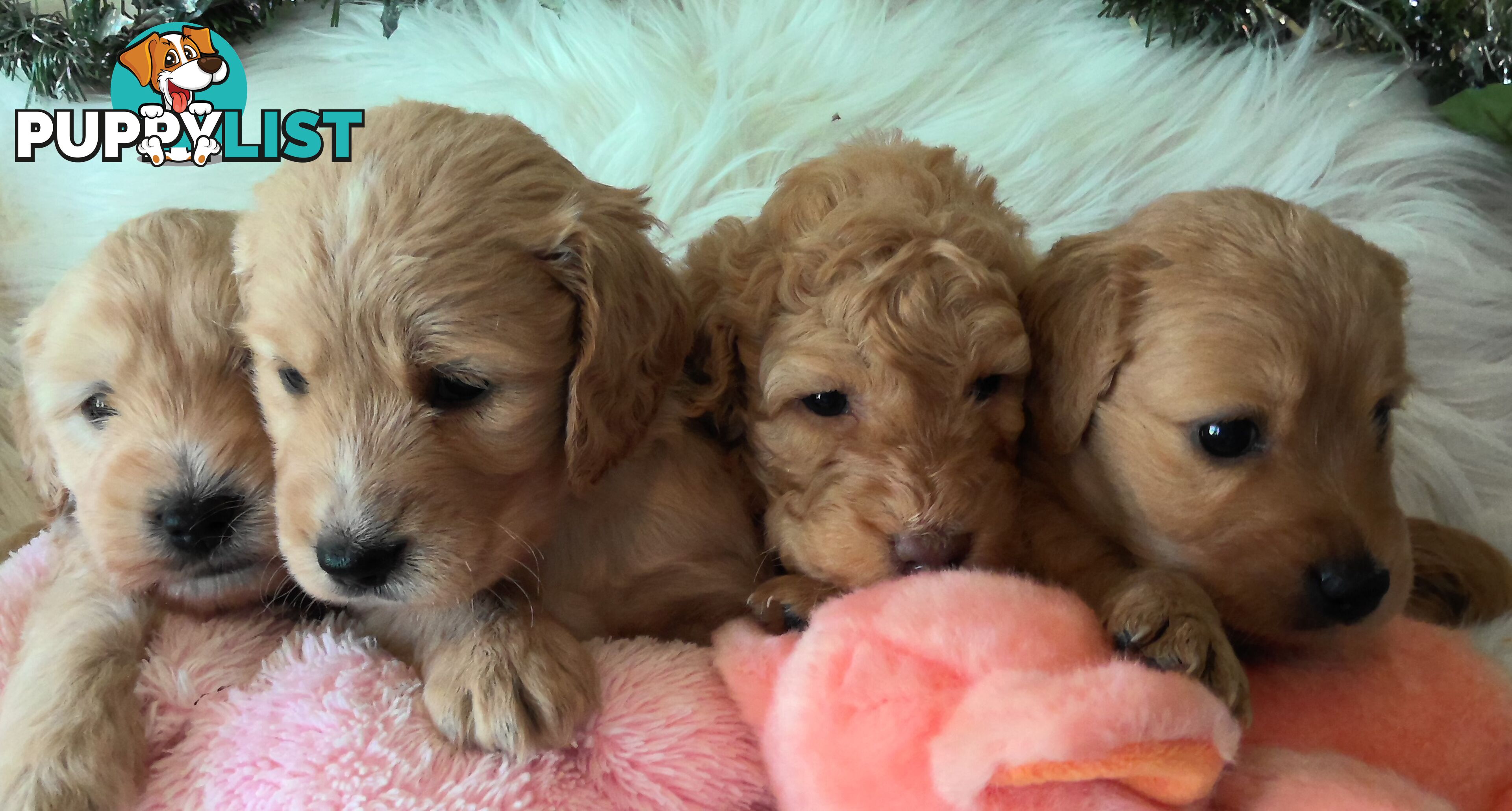 Spoodle - English Cocker Spaniel x Miniature Poodle 