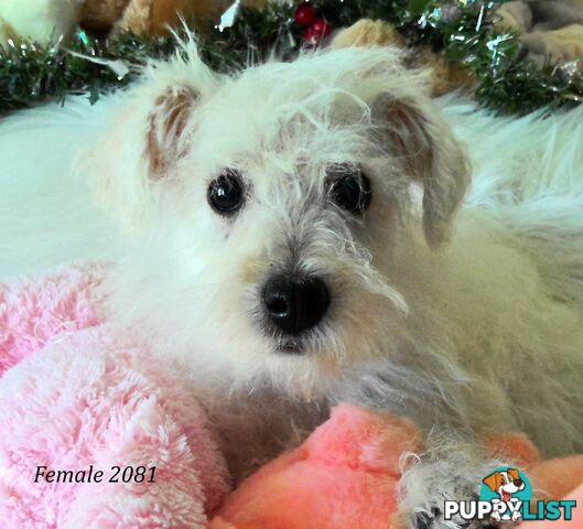 WestiePoo - West Highland White x Miniature Poodle 