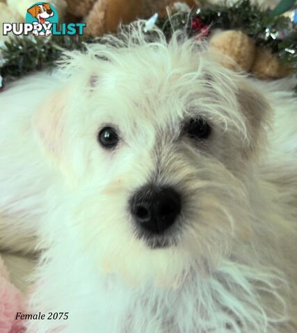 WestiePoo - West Highland White x Miniature Poodle 