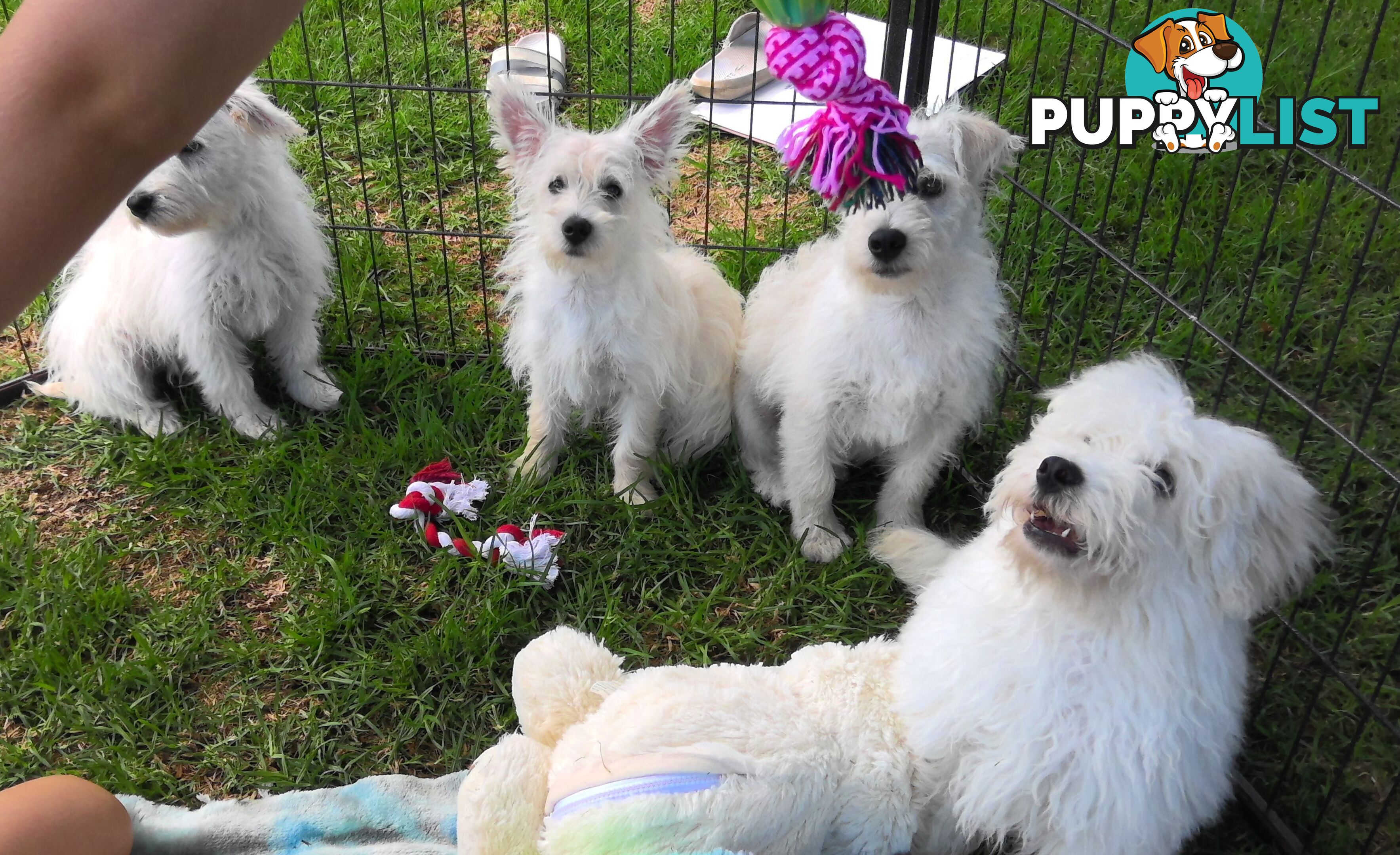 WestiePoo - West Highland White x Miniature Poodle 