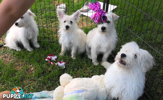 WestiePoo - West Highland White x Miniature Poodle 