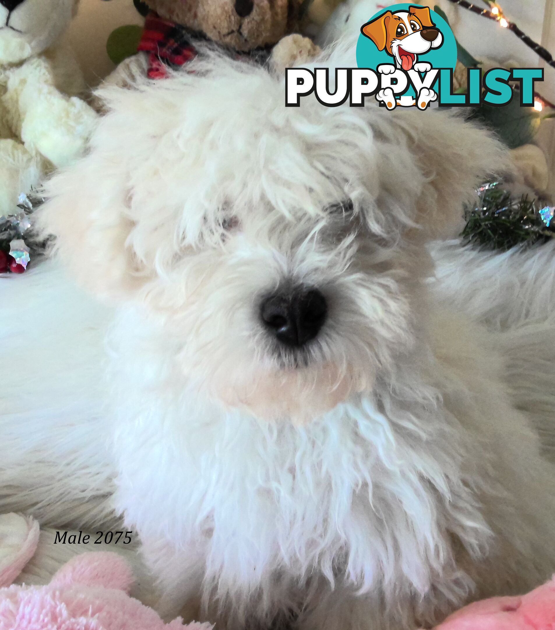 WestiePoo - West Highland White x Miniature Poodle 